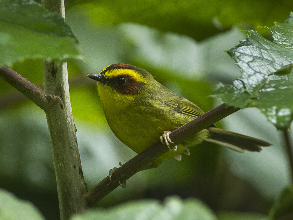 Golden-browed Warbler