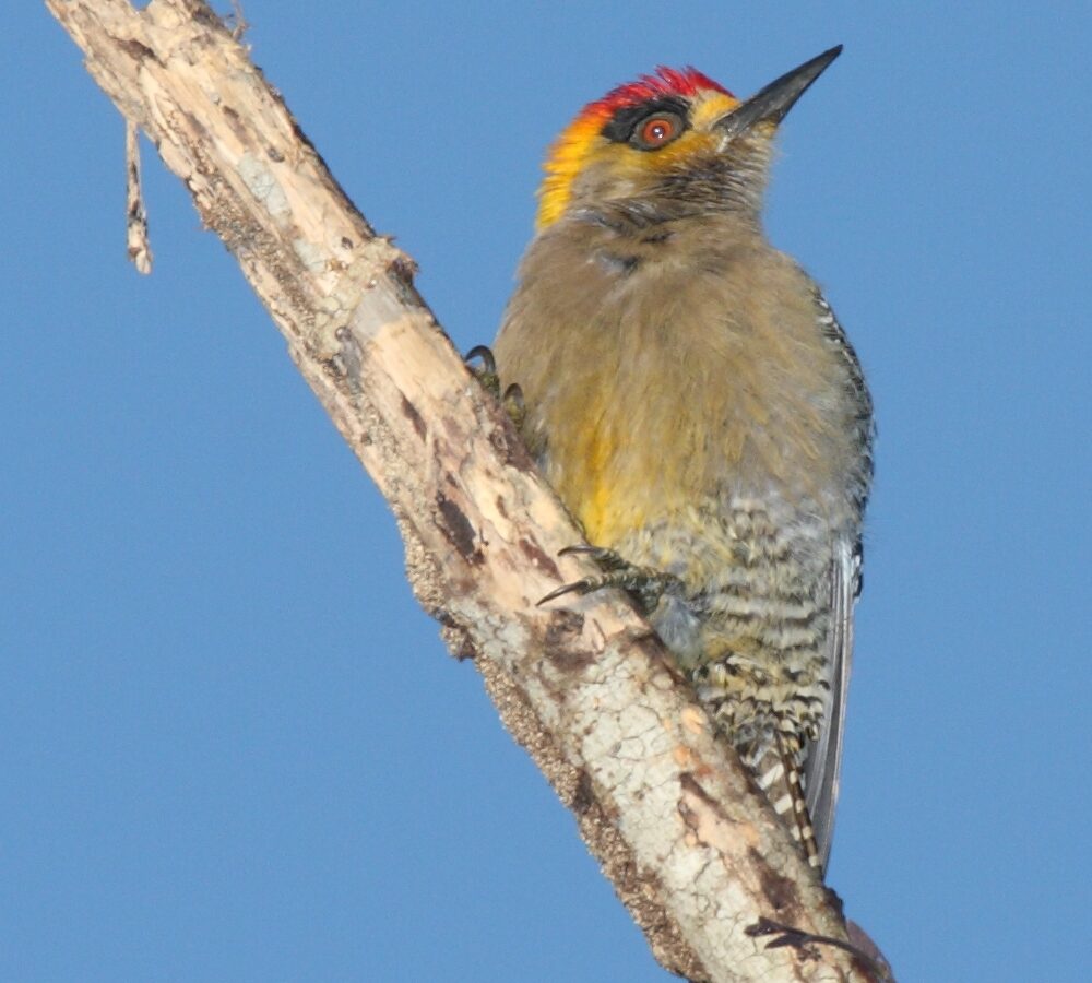 Golden-cheeked Woodpecker