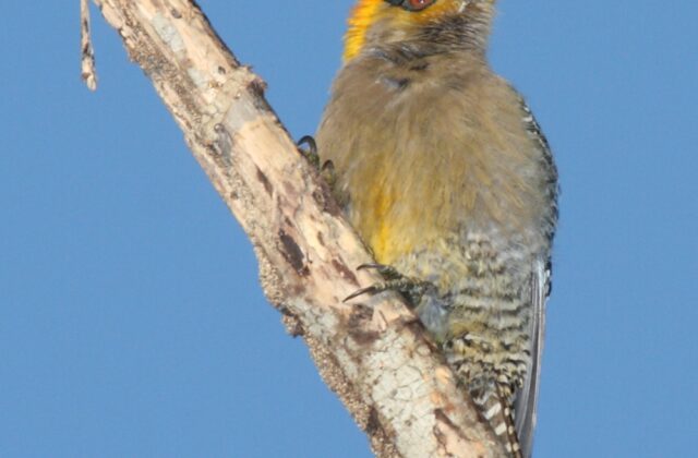 Golden-cheeked Woodpecker