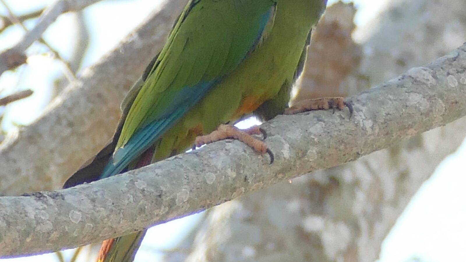 Golden-collared Macaw