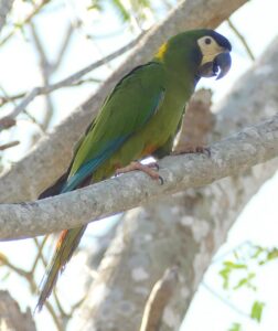 Golden-collared Macaw