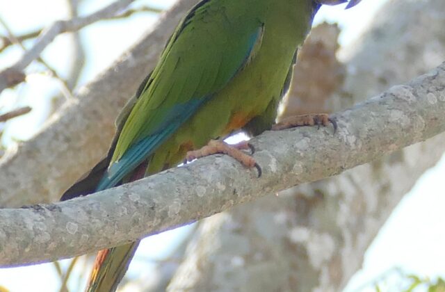 Golden-collared Macaw