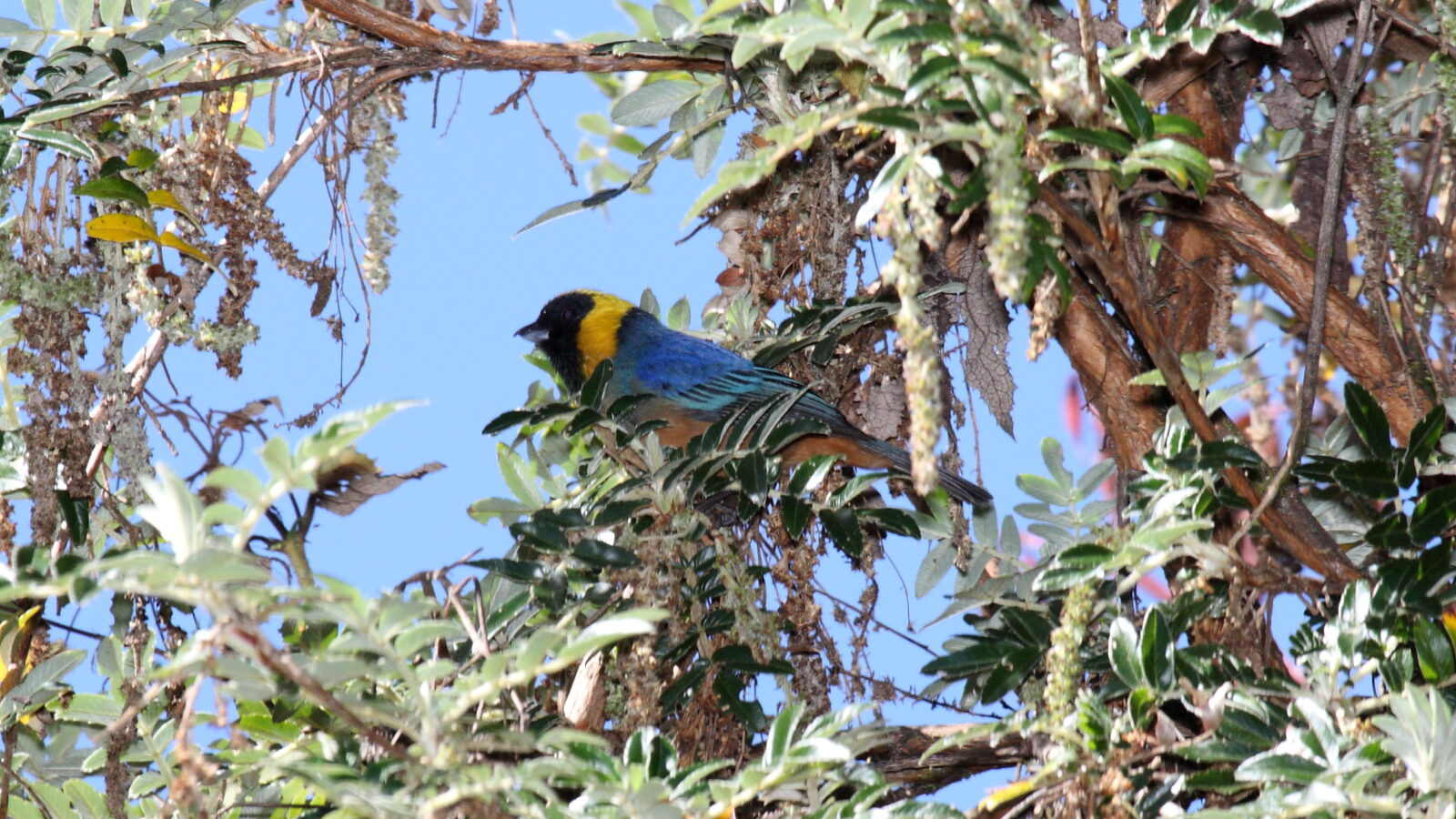 Golden-collared Tanager