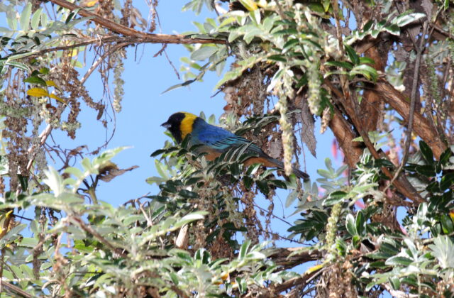 Golden-collared Tanager