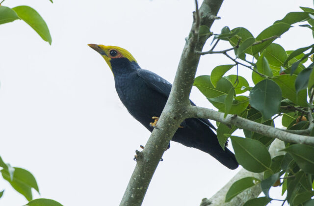 Golden-crested Myna