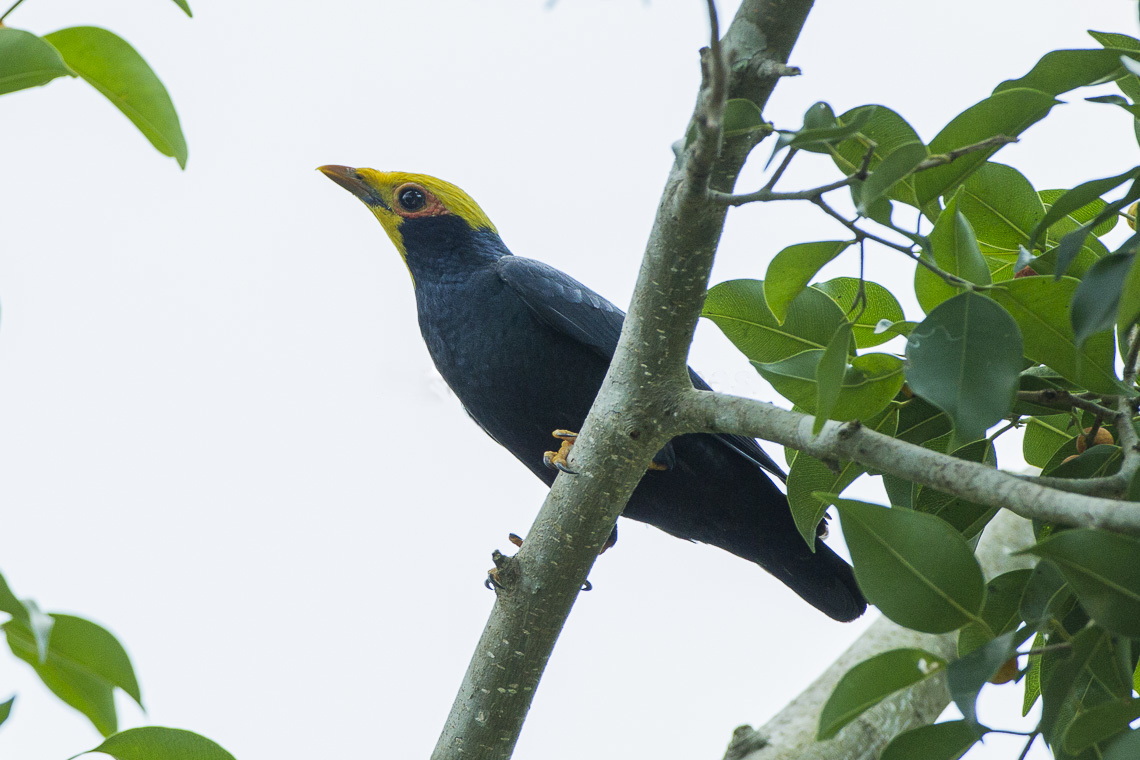 Golden-crested Myna