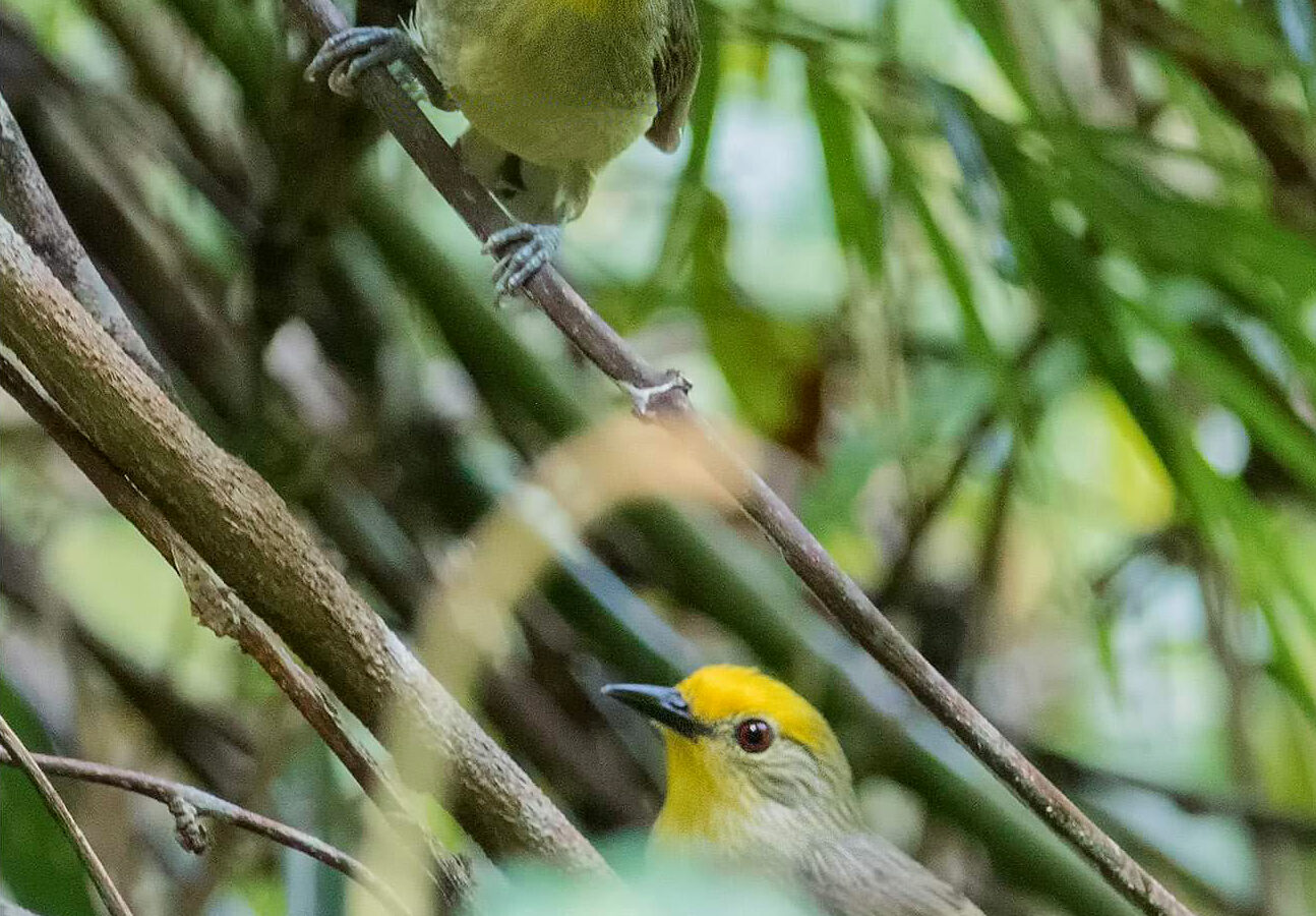 Golden-crowned Babbler