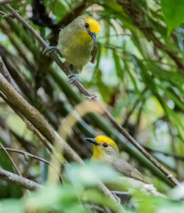 Golden-crowned Babbler