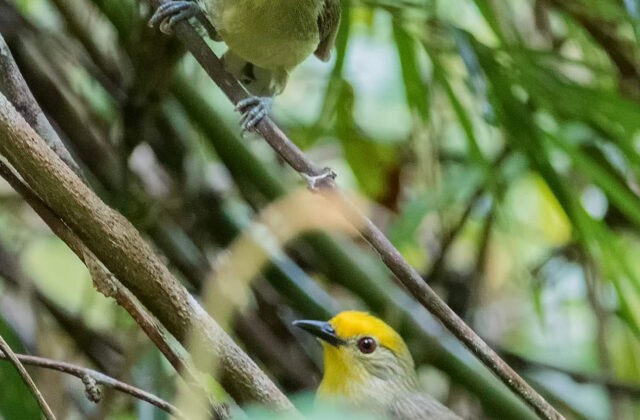 Golden-crowned Babbler