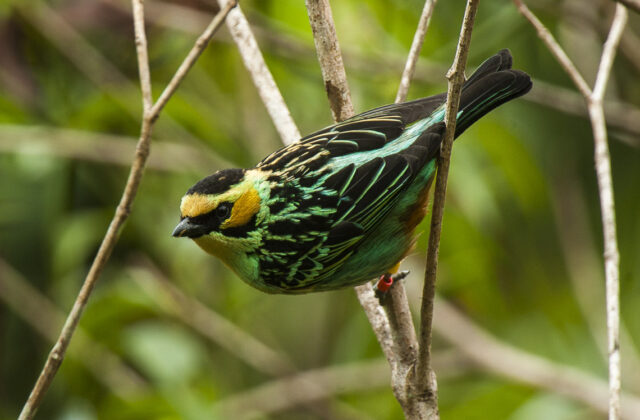Golden-eared Tanager