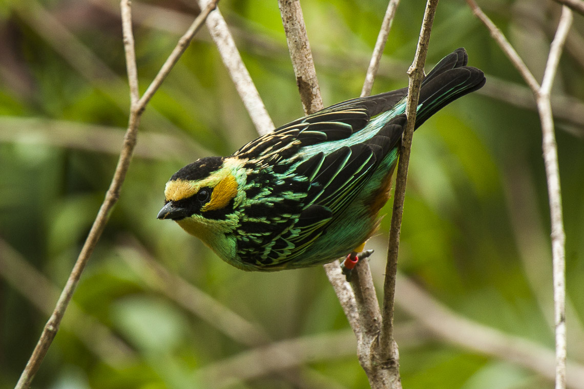 Golden-eared Tanager