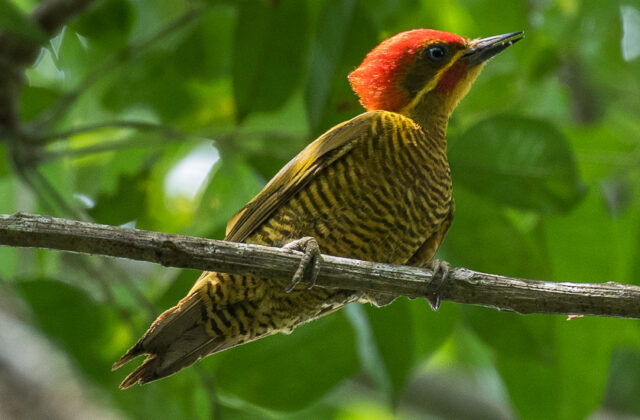 Golden-green Woodpecker