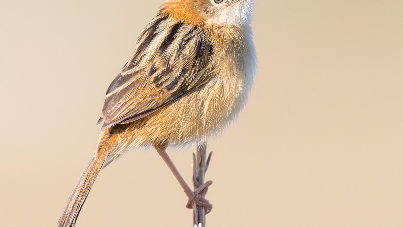 Golden-headed Cisticola