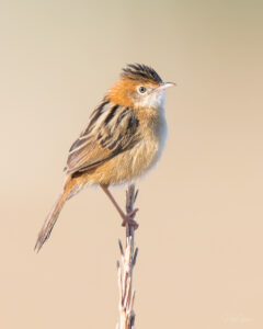 Golden-headed Cisticola