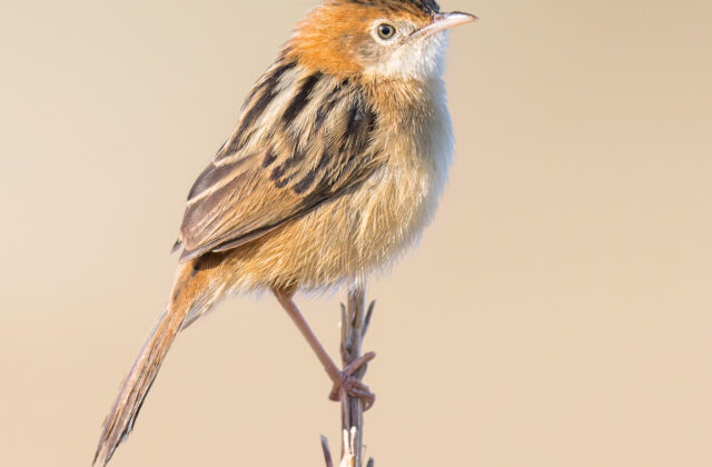 Golden-headed Cisticola