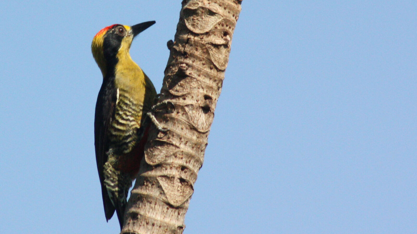 Golden-naped Woodpecker