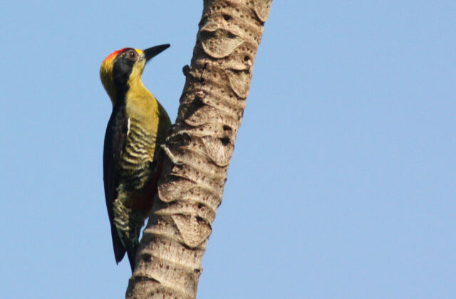 Golden-naped Woodpecker