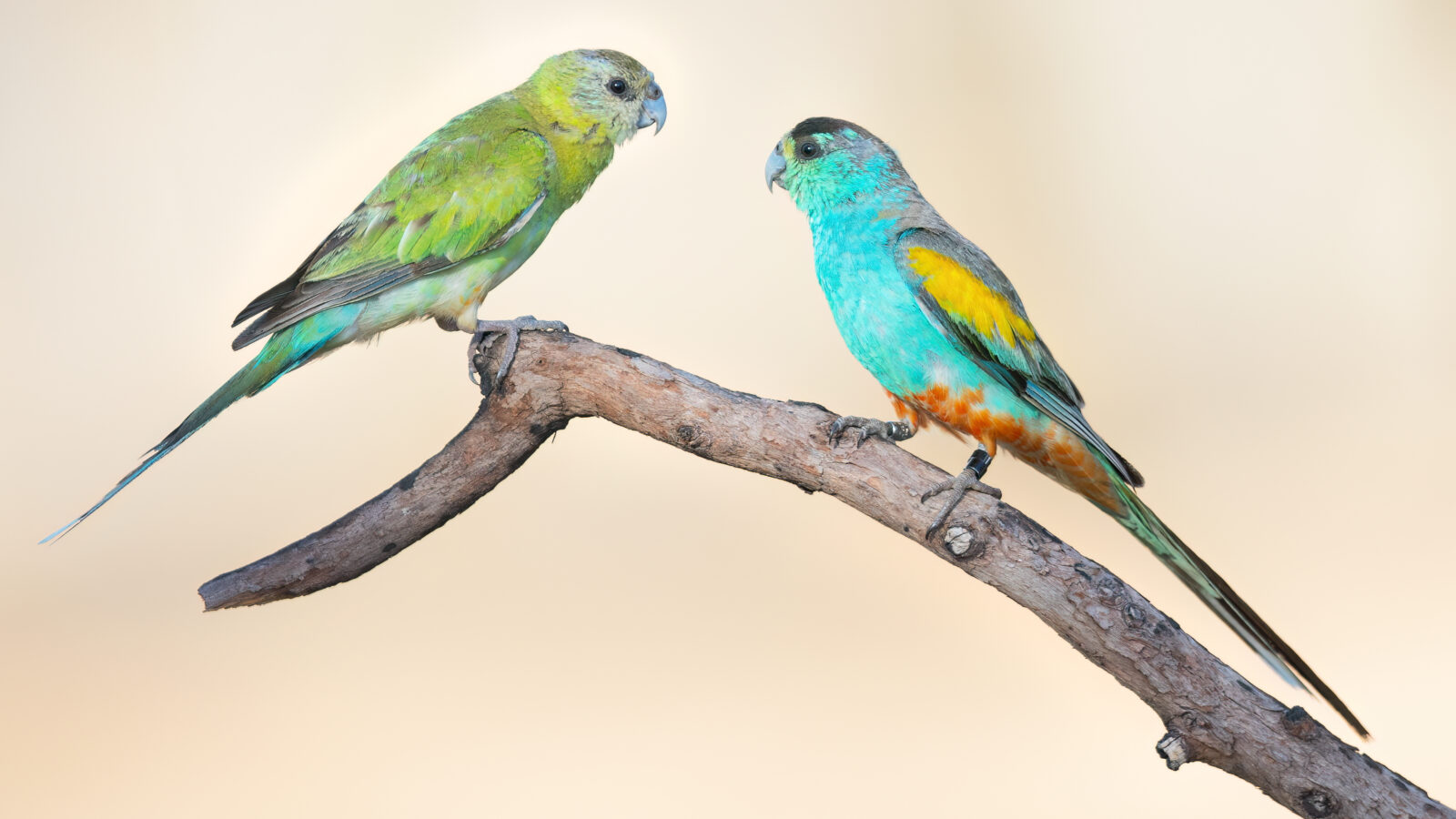 Golden-shouldered Parrot