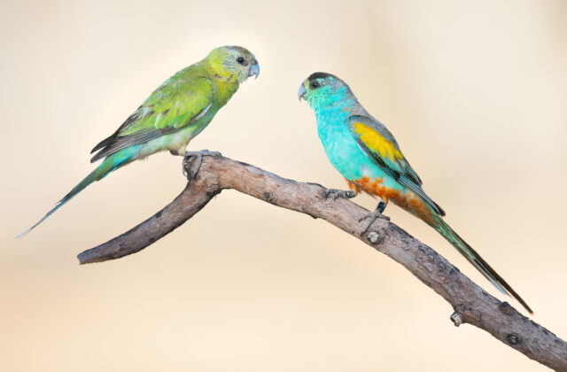 Golden-shouldered Parrot