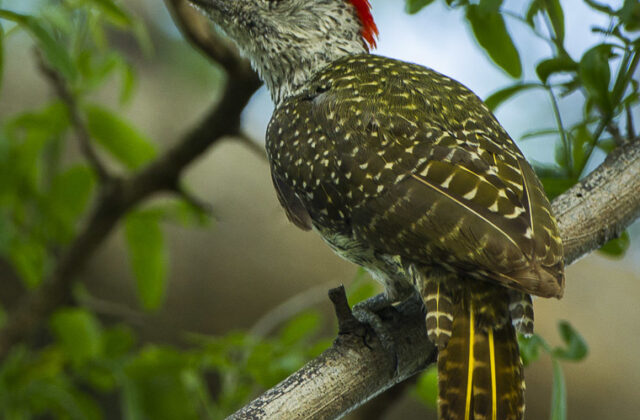 Golden-tailed Woodpecker