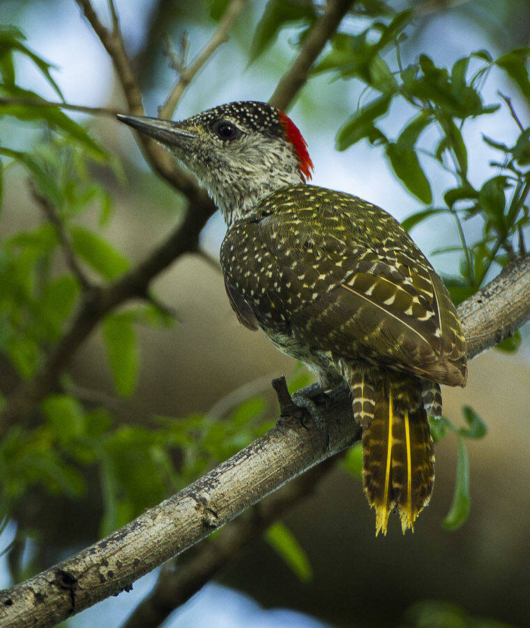 Golden-tailed Woodpecker