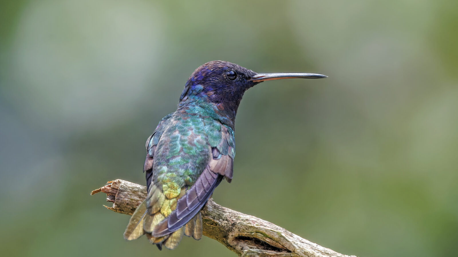 Golden-tailed Sapphire