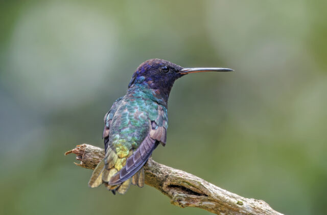 Golden-tailed Sapphire