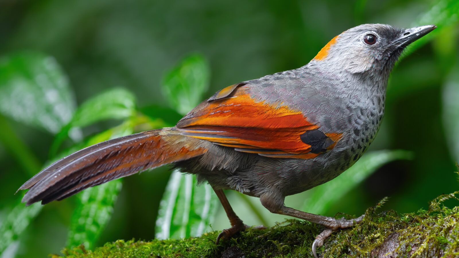 Golden-winged Laughingthrush