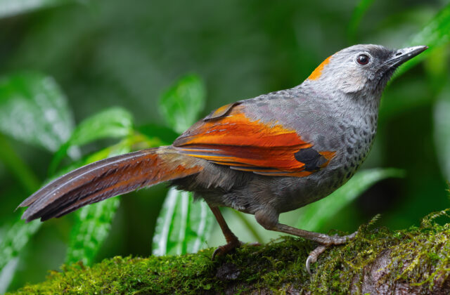 Golden-winged Laughingthrush