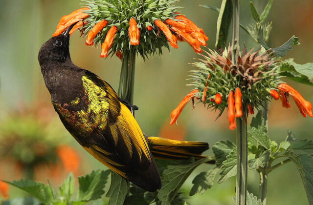 Golden-winged Sunbird