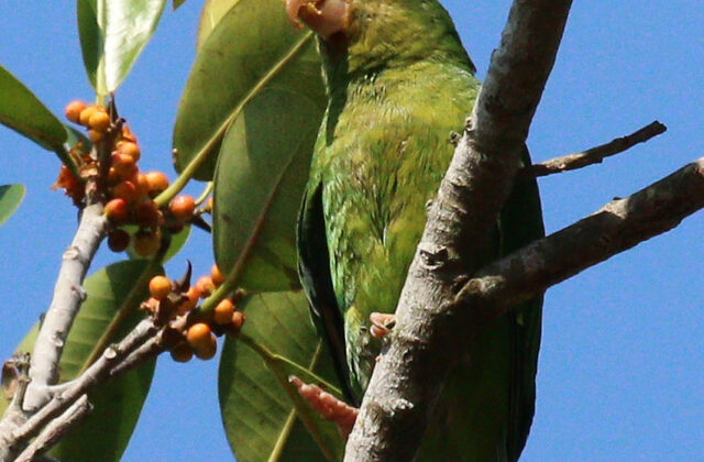 Golden-winged Parakeet