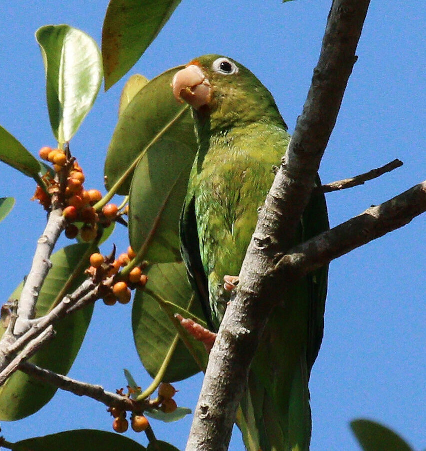 Golden-winged Parakeet