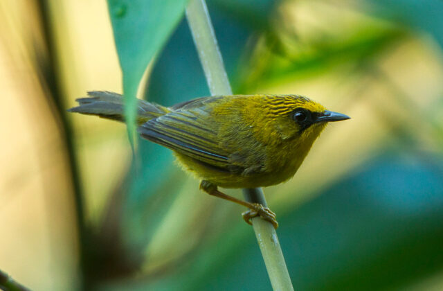 Golden Babbler
