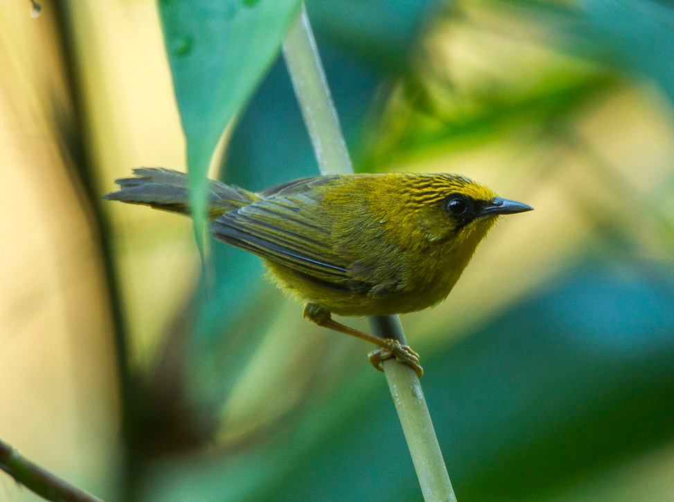 Golden Babbler