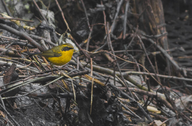 Golden Bush Robin