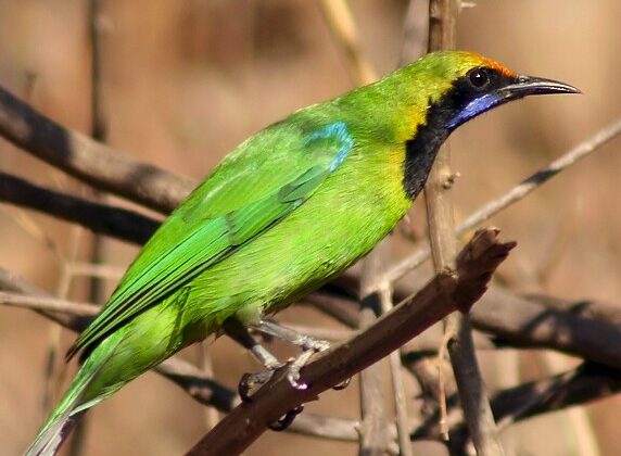 Golden-fronted Leafbird