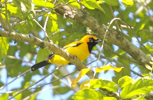 Golden Monarch