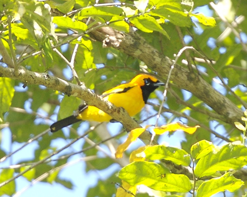 Golden Monarch