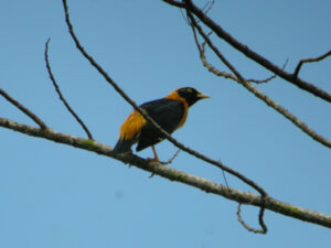 Golden Myna