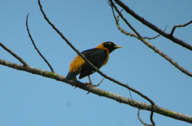 Golden Myna