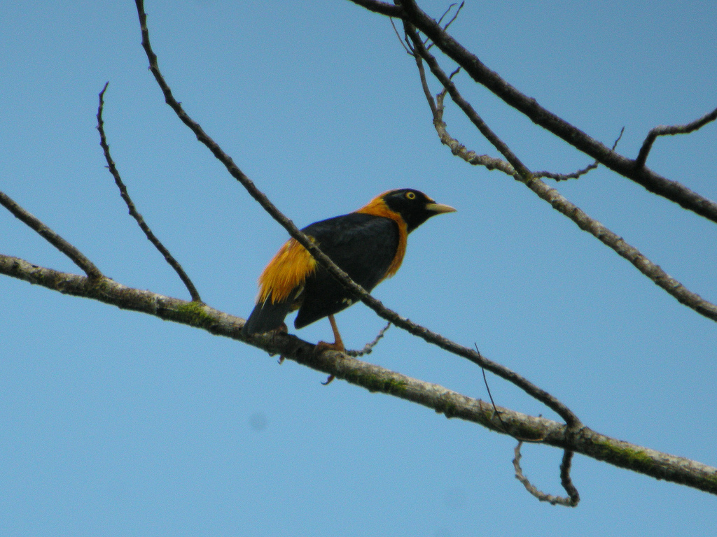 Golden Myna