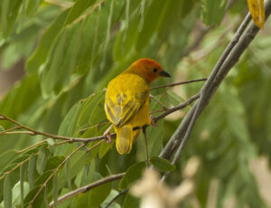 Golden Palm Weaver
