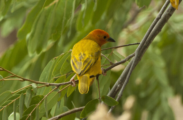 Golden Palm Weaver