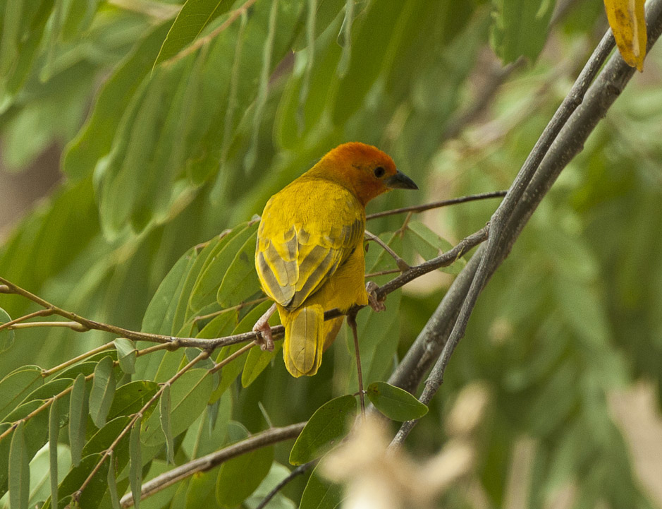 Golden Palm Weaver
