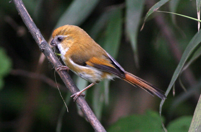 Golden Parrotbill