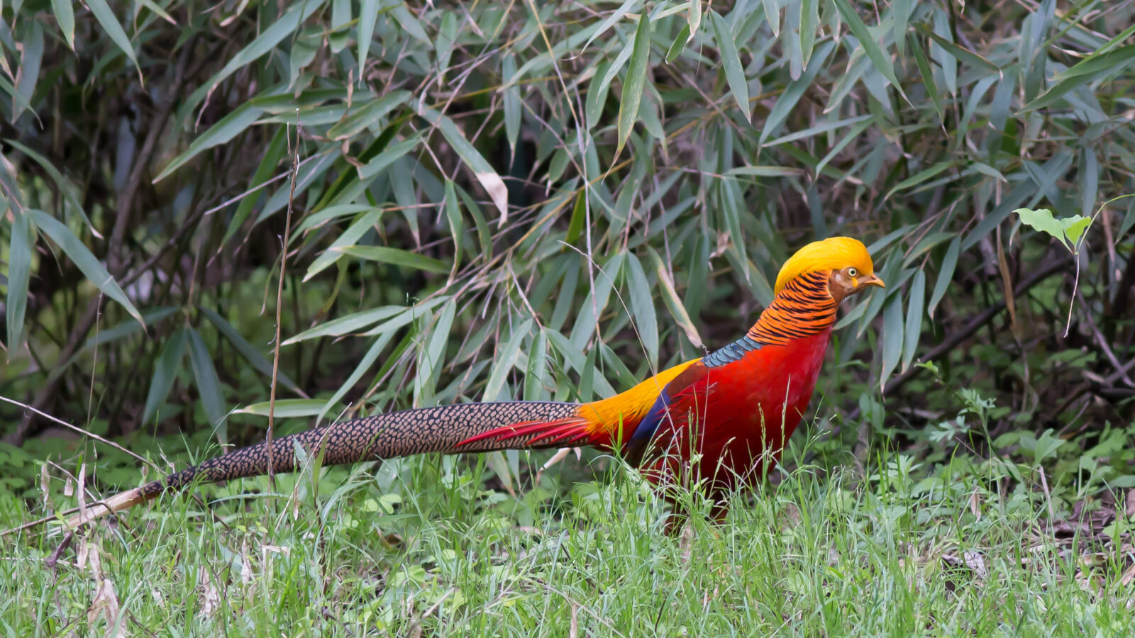 Golden Pheasant