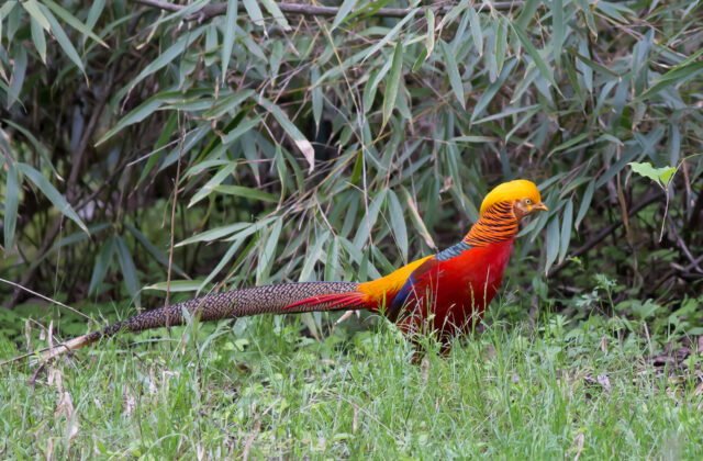 Golden Pheasant