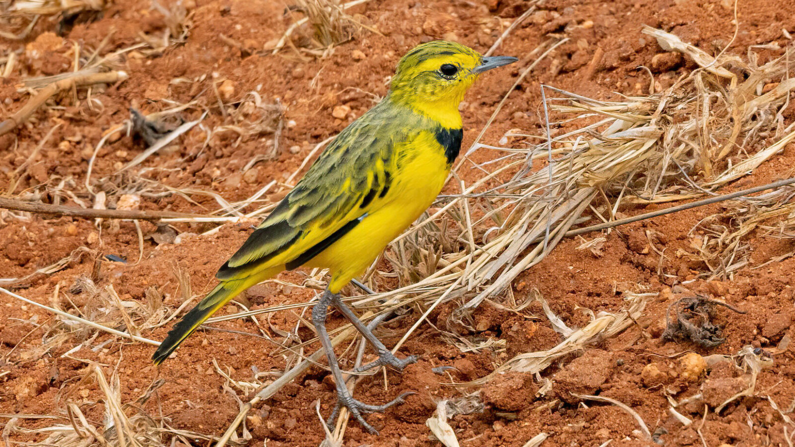 Golden Pipit