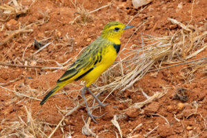Golden Pipit