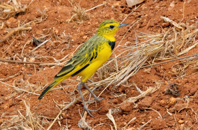 Golden Pipit
